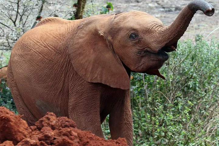 A young orphaned elephant raising its trunk beside a red earth mound