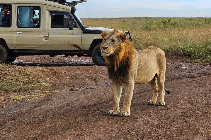 A maned lion standing on a track in front of a parked safari Land Cruiser