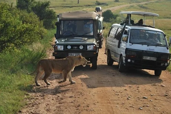 A lioness crossing a muddy track between two safari vehicles