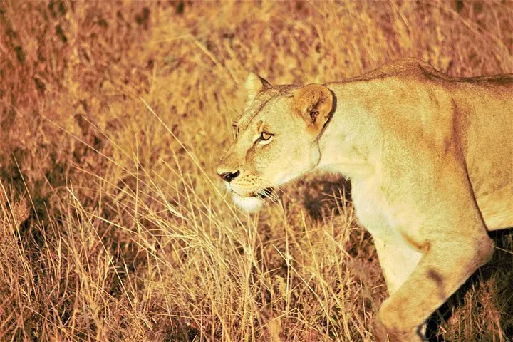 A lioness walking through tall golden grass in low sun