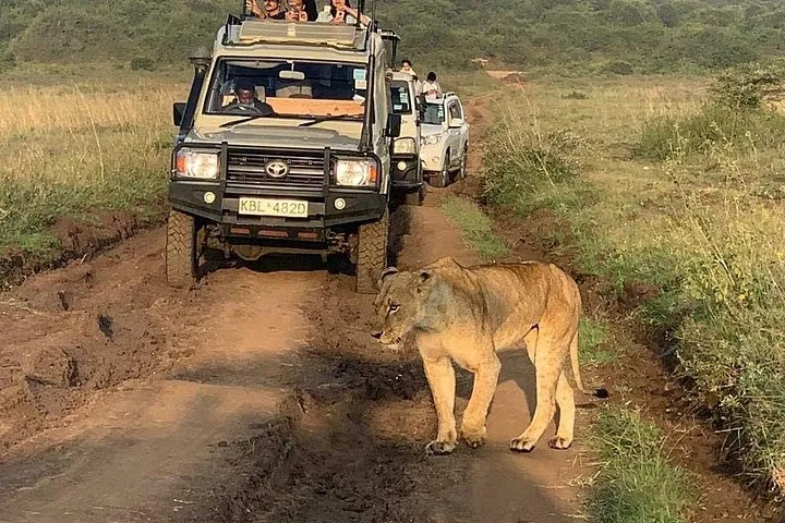 A lioness walking ahead of a Land Cruiser with its roof up on a muddy park track