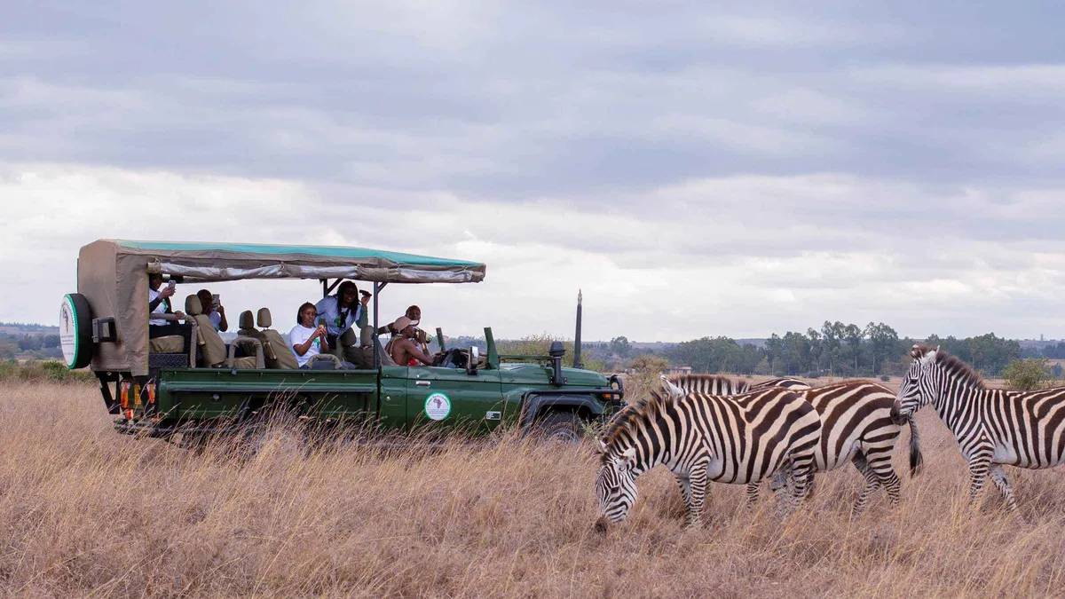 An open-sided safari truck full of travellers stopped beside grazing zebras