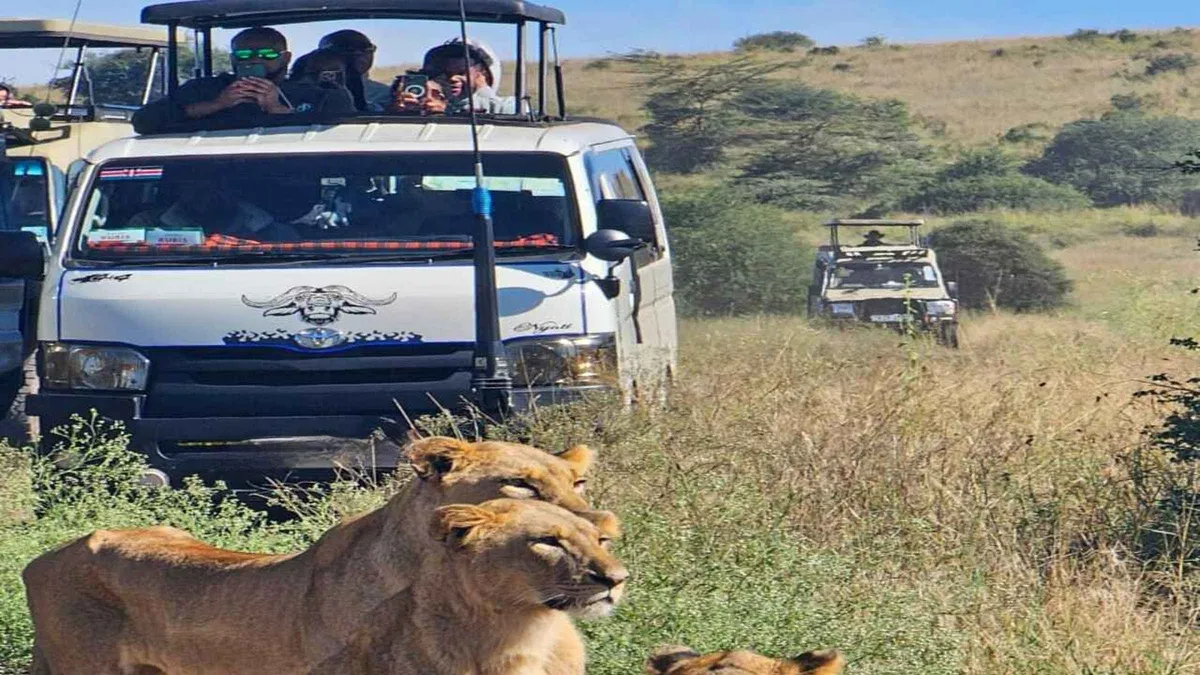 A safari van with its roof hatch open, a lioness resting in the grass in front of it