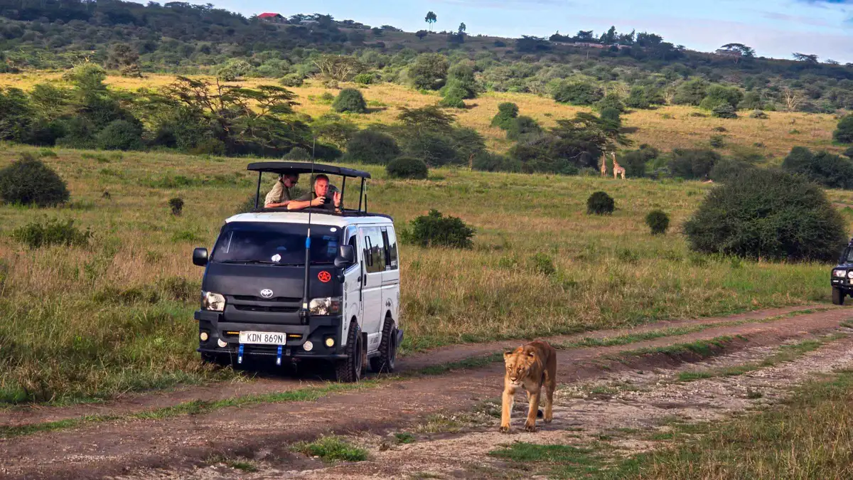 A safari van with a raised roof following a young lion along a dirt track in Nairobi National Park
