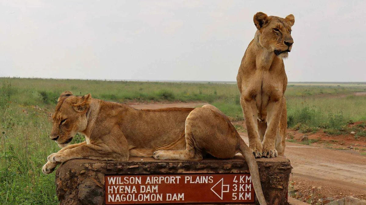 Two lionesses lying on a park signpost pointing to Wilson Airport Plains, Hyena Dam and Nagolomon Dam
