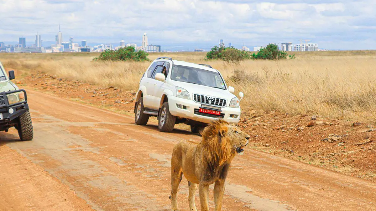 A lion standing on a red dirt road next to a white SUV, the Nairobi skyline far behind