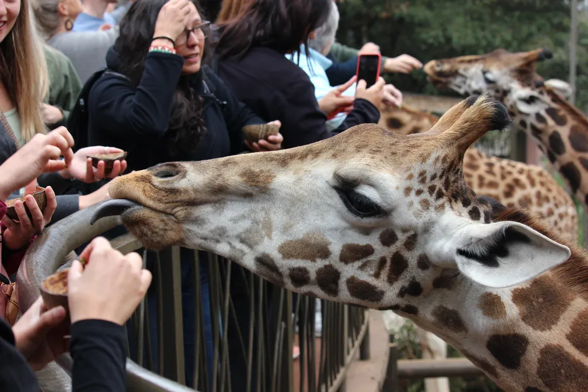 Visitors feeding Rothschild's giraffes from the raised platform at the Giraffe Centre in Lang'ata, Nairobi