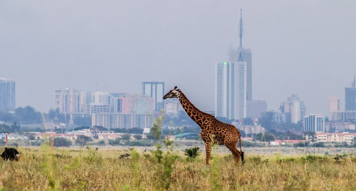 A Maasai giraffe standing in the grass of Nairobi National Park with the Nairobi skyline behind it