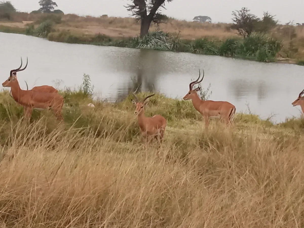 Three impalas standing in dry grass beside a dam in Nairobi National Park