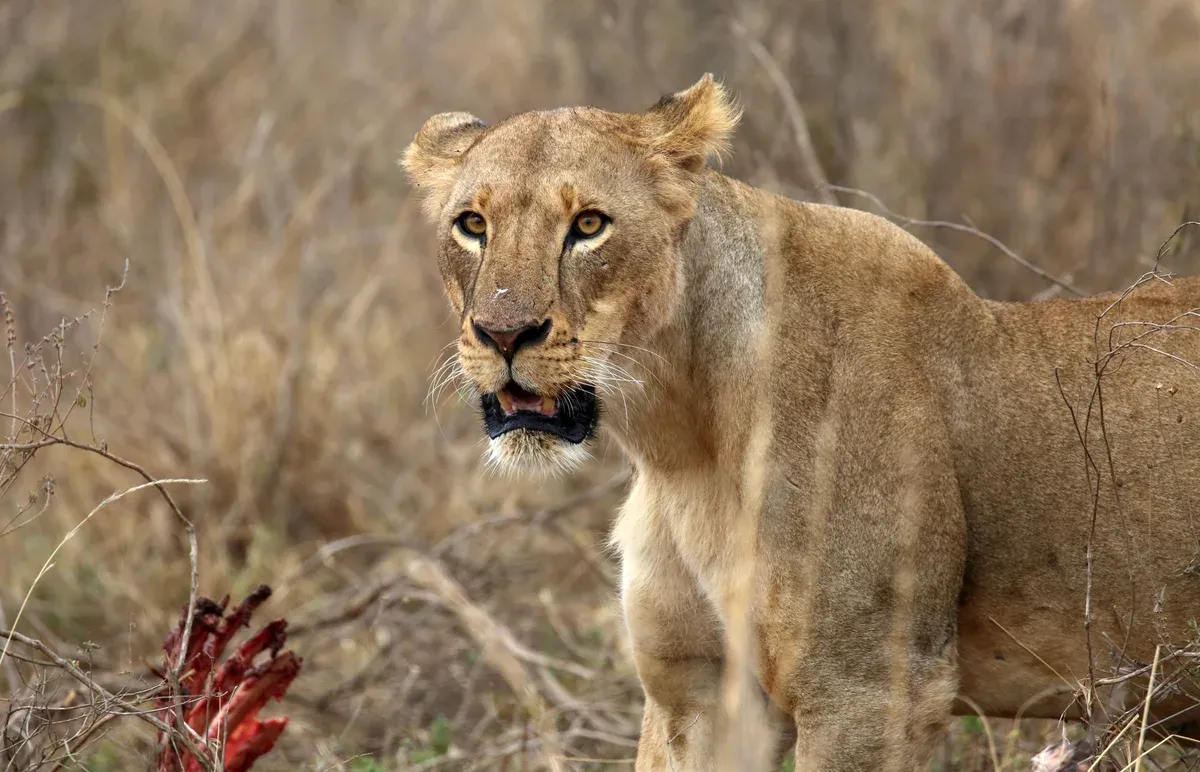 A lioness standing in dry grass in Nairobi National Park, looking towards the camera