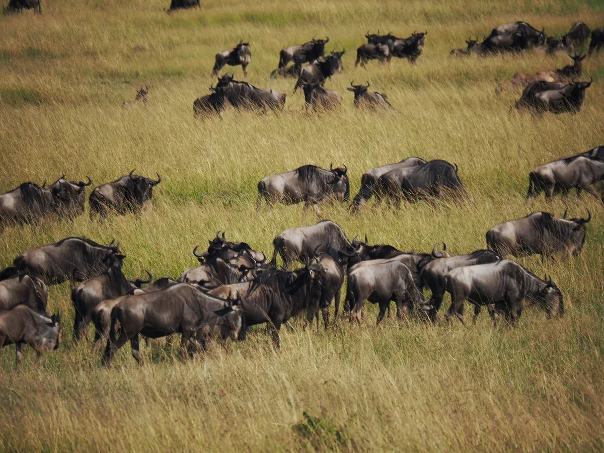 A herd of wildebeest grazing on the grass plains of the Masai Mara