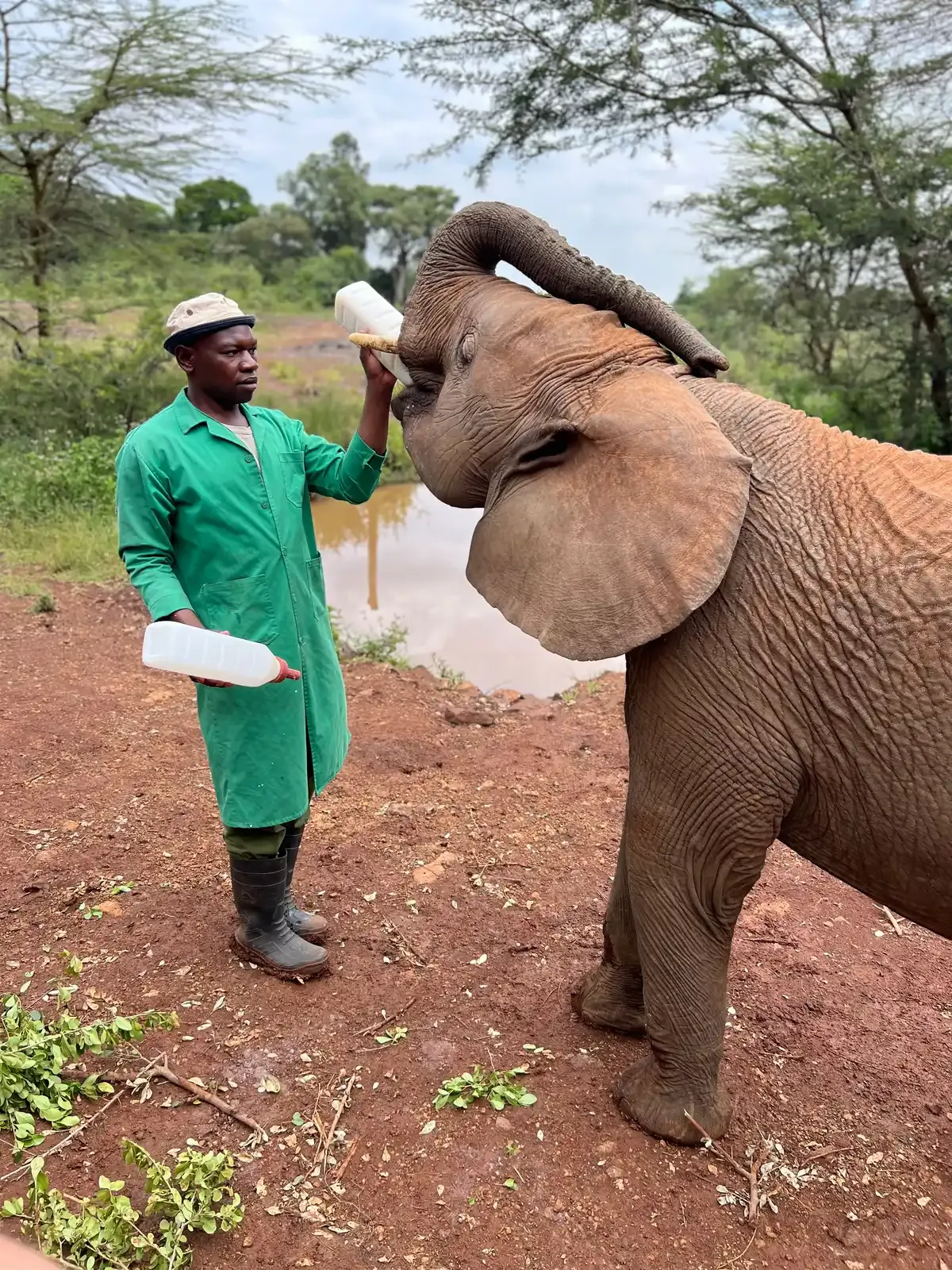 A keeper in green overalls holding up a milk bottle for a young orphaned elephant at an elephant orphanage in Nairobi