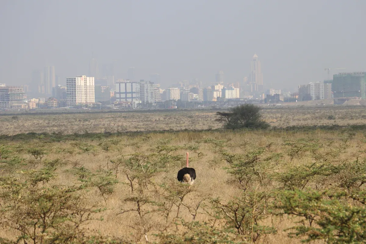 A male Maasai ostrich in Nairobi National Park facing the Nairobi skyline