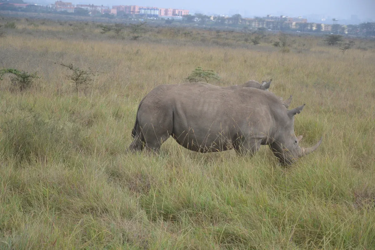 A rhino grazing in tall grass in Nairobi National Park with city buildings on the horizon