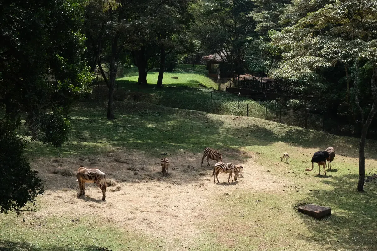 Antelope, zebra and an ostrich in a shaded enclosure seen from the Nairobi Safari Walk