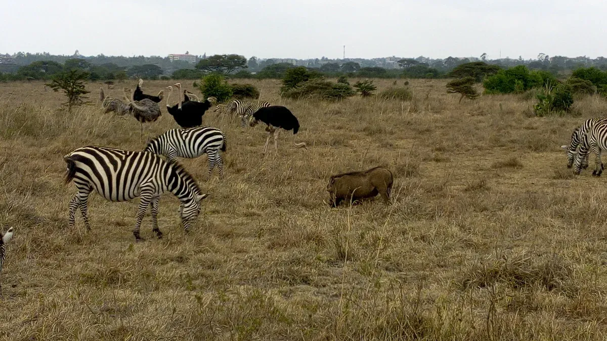 Zebras, ostriches and a warthog grazing together on the plains of Nairobi National Park