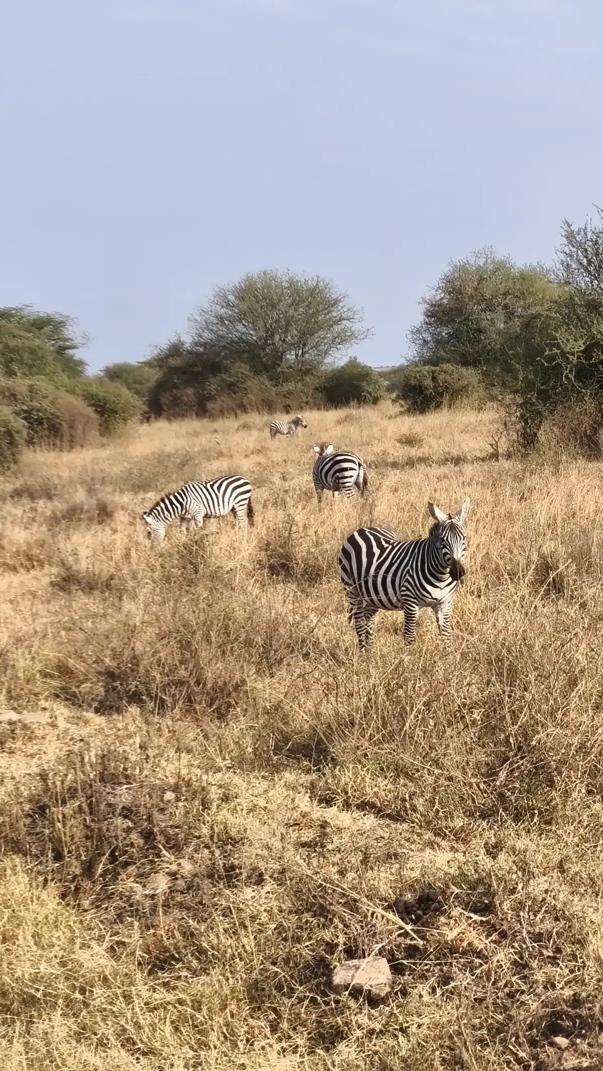 Three zebras grazing in dry golden grass in Nairobi National Park